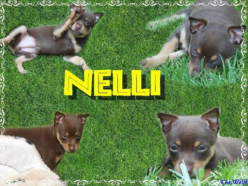 Nelli